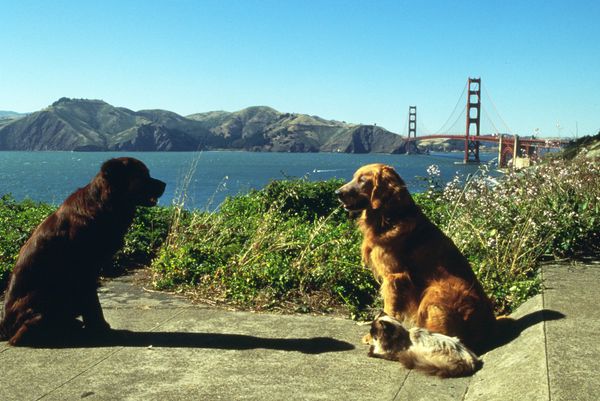 Homeward Bound 2: Lost in San Francisco 